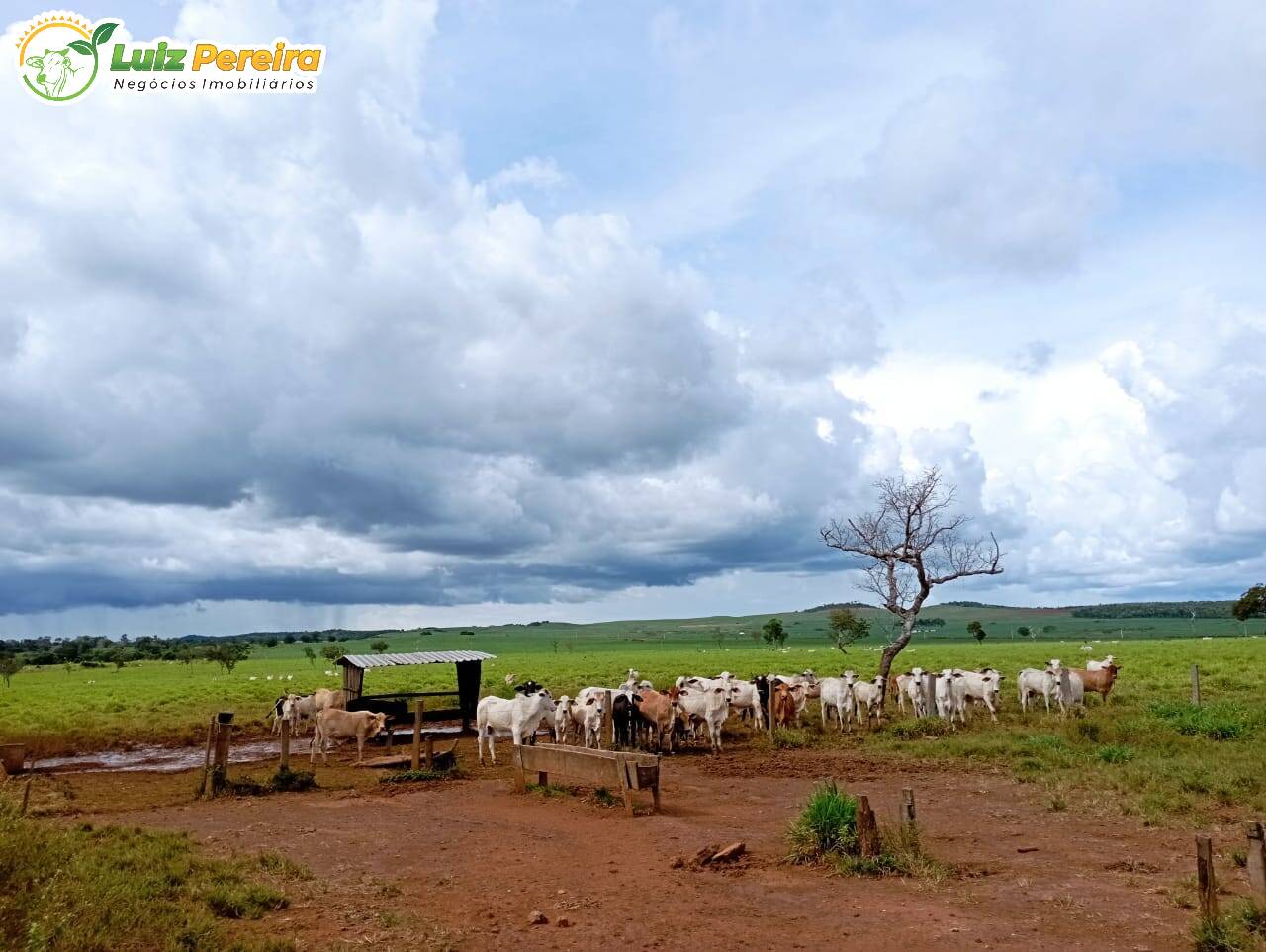 Fazenda-Sítio-Chácara, 1104 hectares - Foto 1