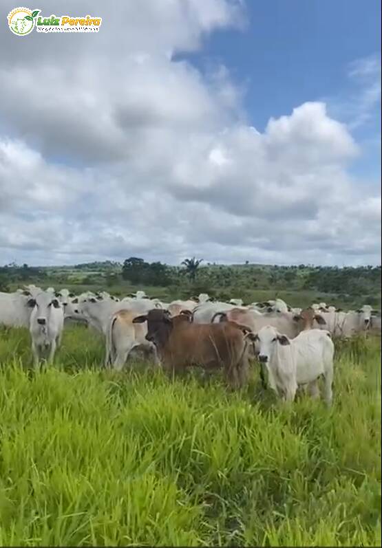 Fazenda à venda, 10357600m² - Foto 1