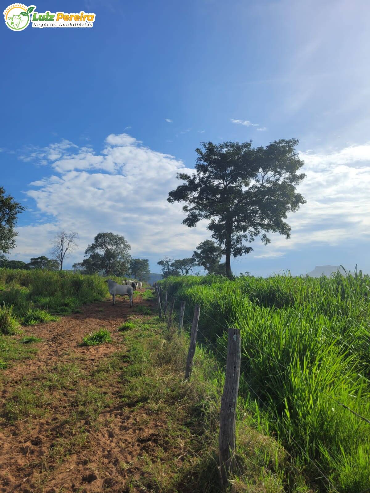 Fazenda-Sítio-Chácara, 232 hectares - Foto 4