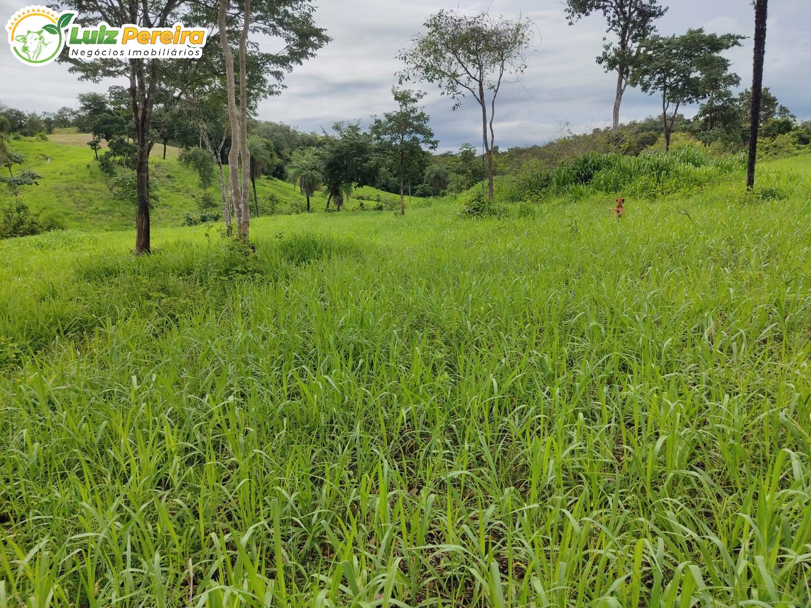 Fazenda à venda, 8650000m² - Foto 9