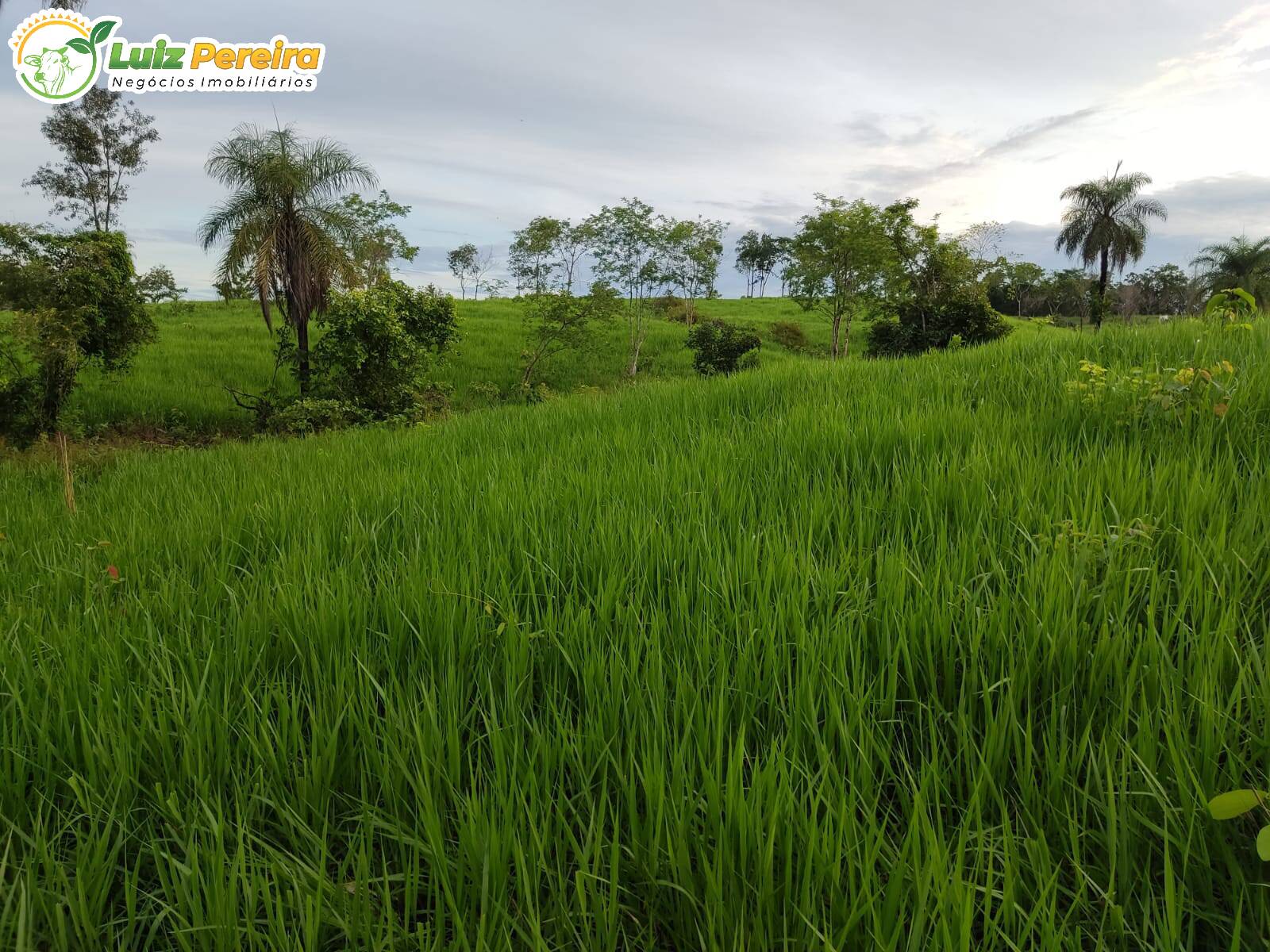 Fazenda à venda, 8650000m² - Foto 6