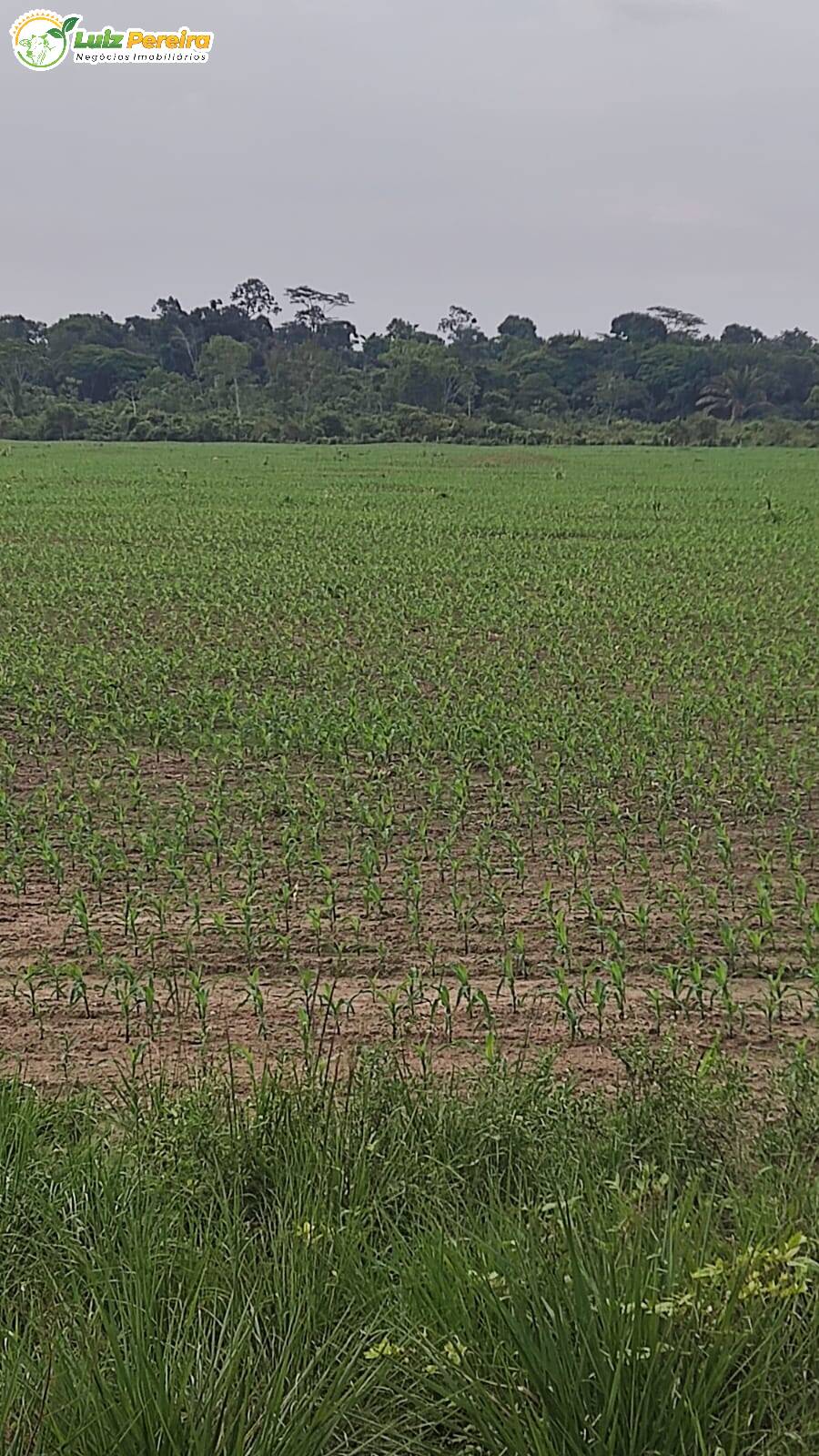 Fazenda à venda, 10160000m² - Foto 8