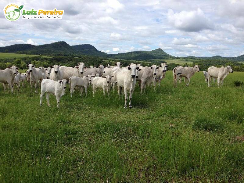 Fazenda à venda, 4900m² - Foto 5