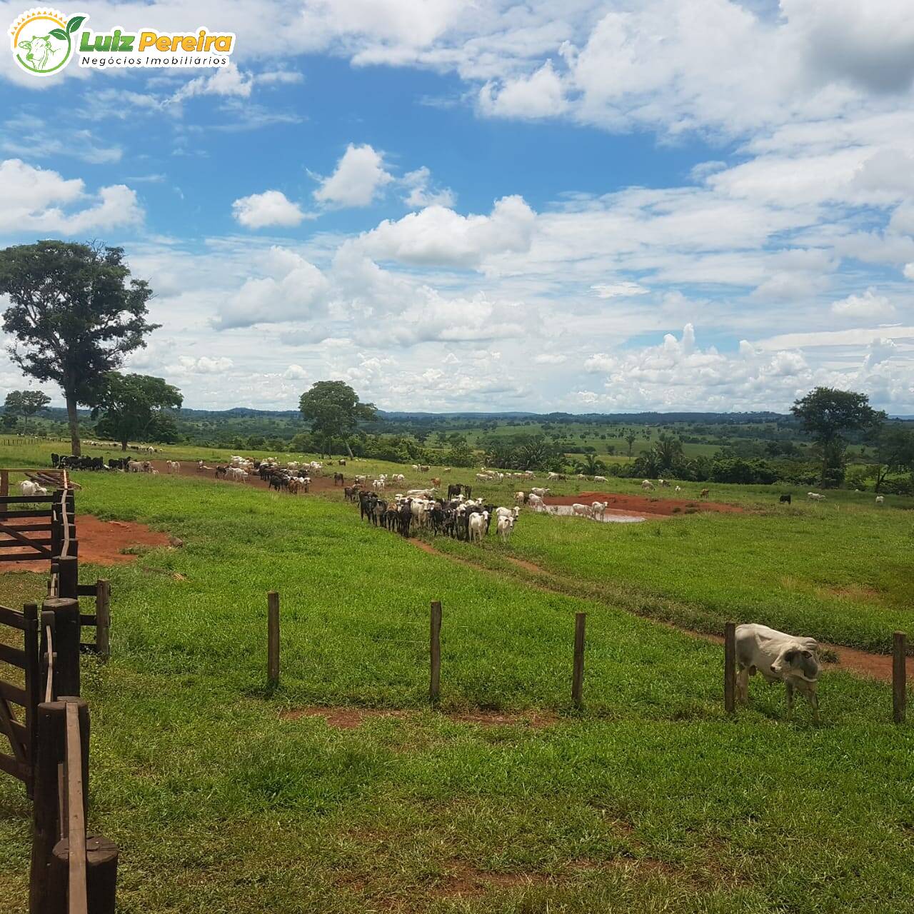 Fazenda à venda, 42500000m² - Foto 1