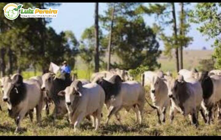 Fazenda à venda, 42500000m² - Foto 5