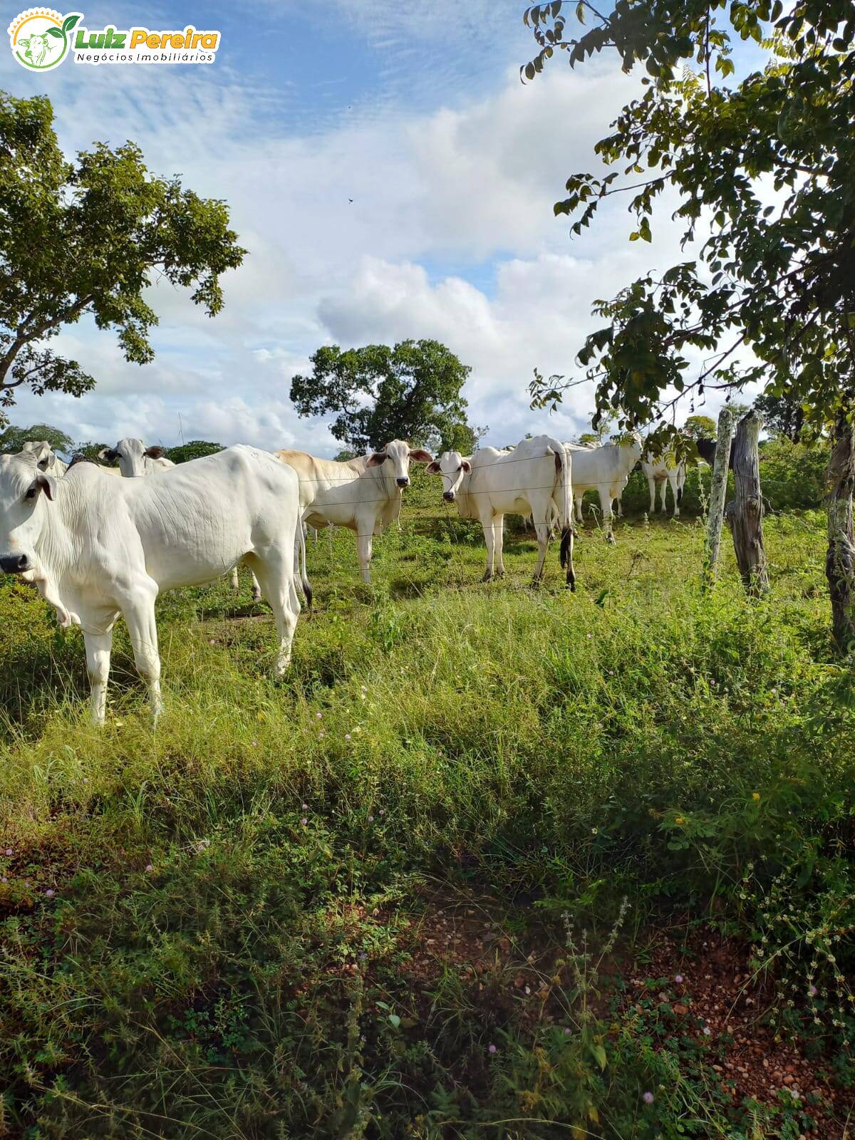 Fazenda-Sítio-Chácara, 387 hectares - Foto 1