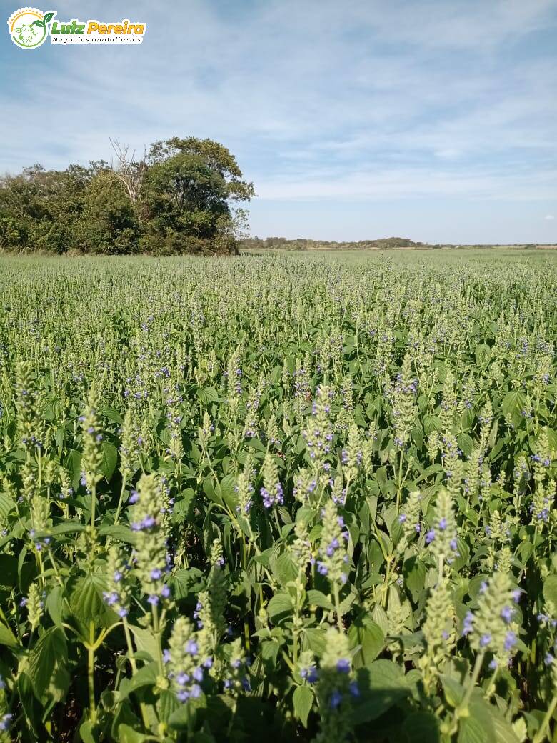 Fazenda à venda, 18000000m² - Foto 7