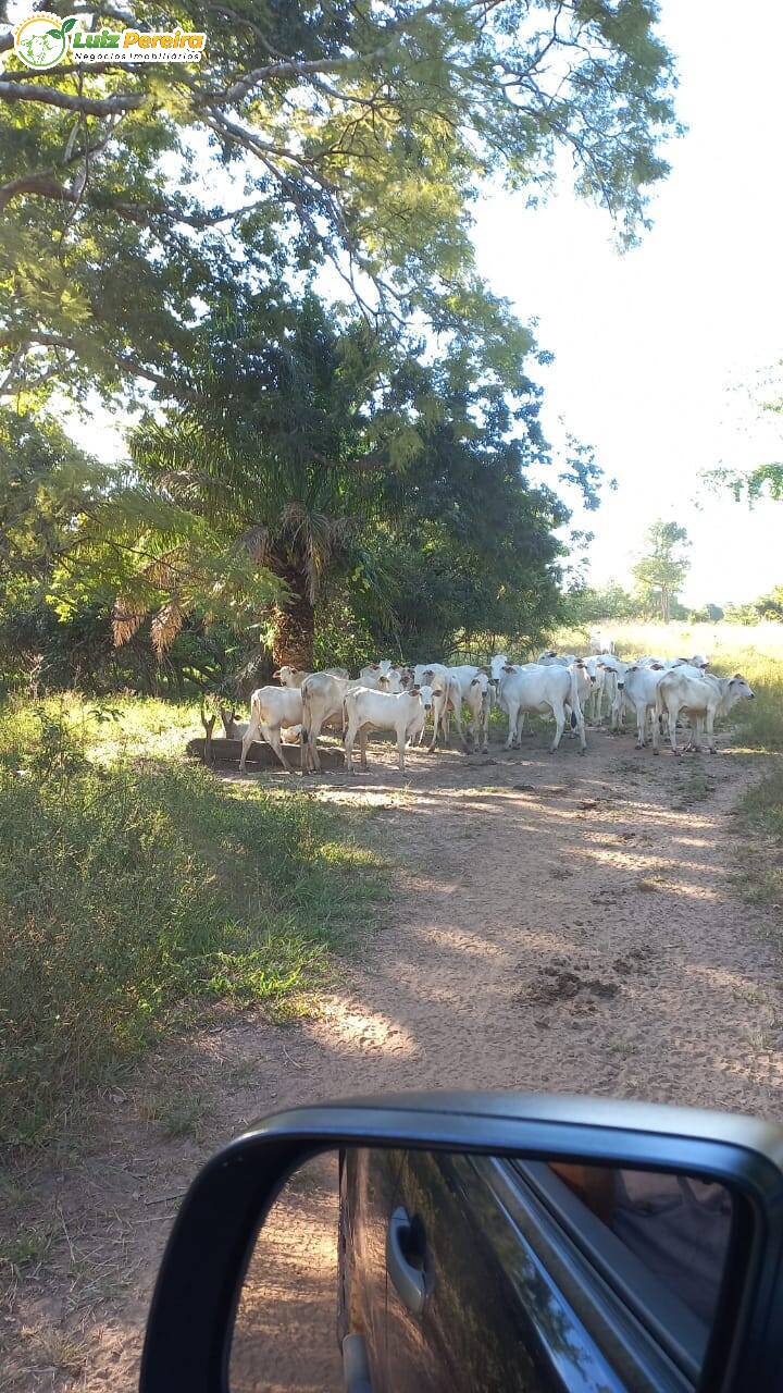 Fazenda-Sítio-Chácara, 1016 hectares - Foto 1