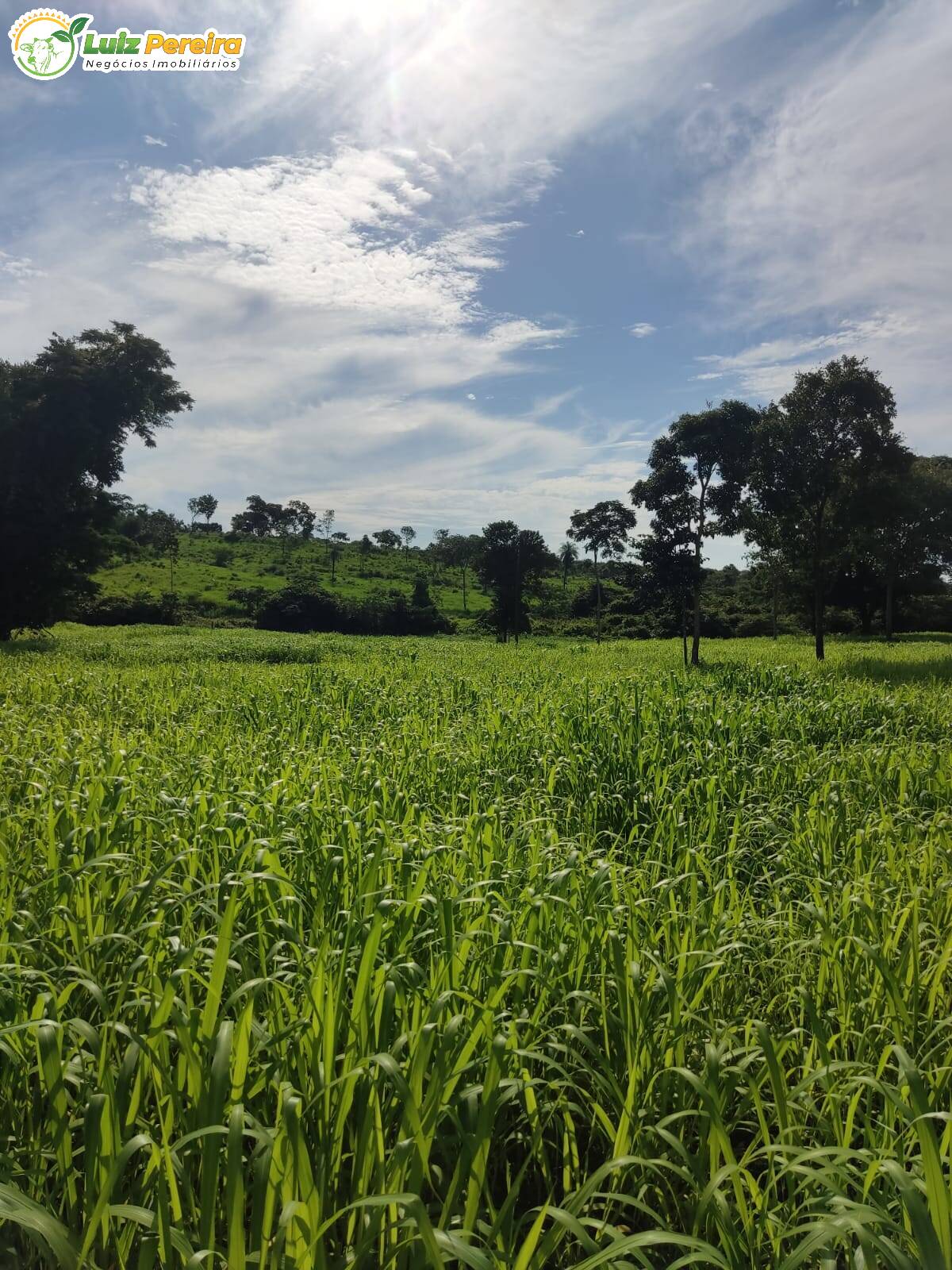 Fazenda à venda, 4460000m² - Foto 1