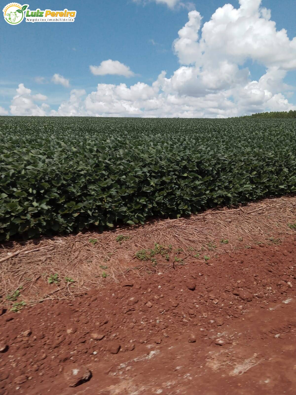 Fazenda à venda, 3400000m² - Foto 25