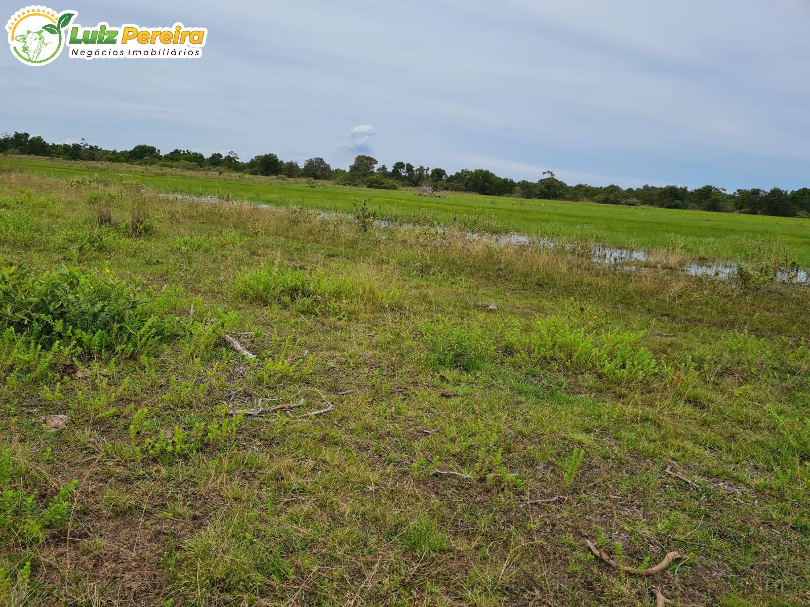 Fazenda-Sítio-Chácara, 1000 hectares - Foto 2