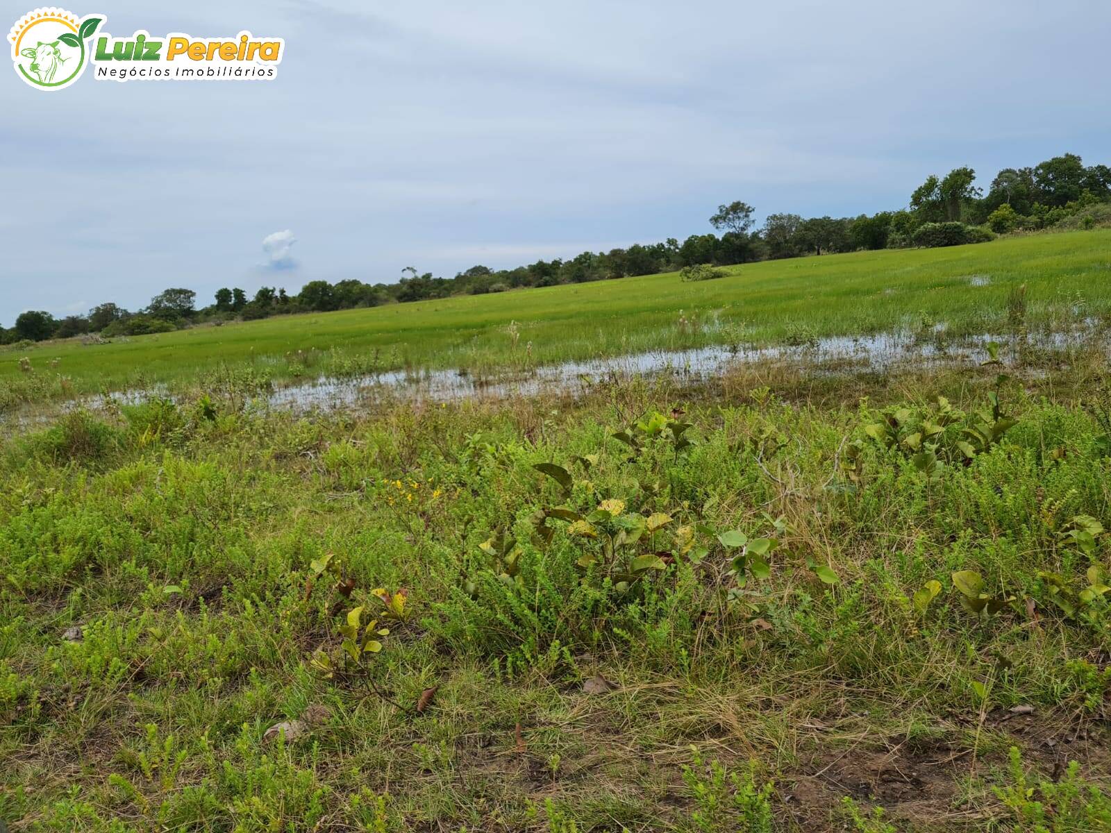 Fazenda-Sítio-Chácara, 1000 hectares - Foto 1