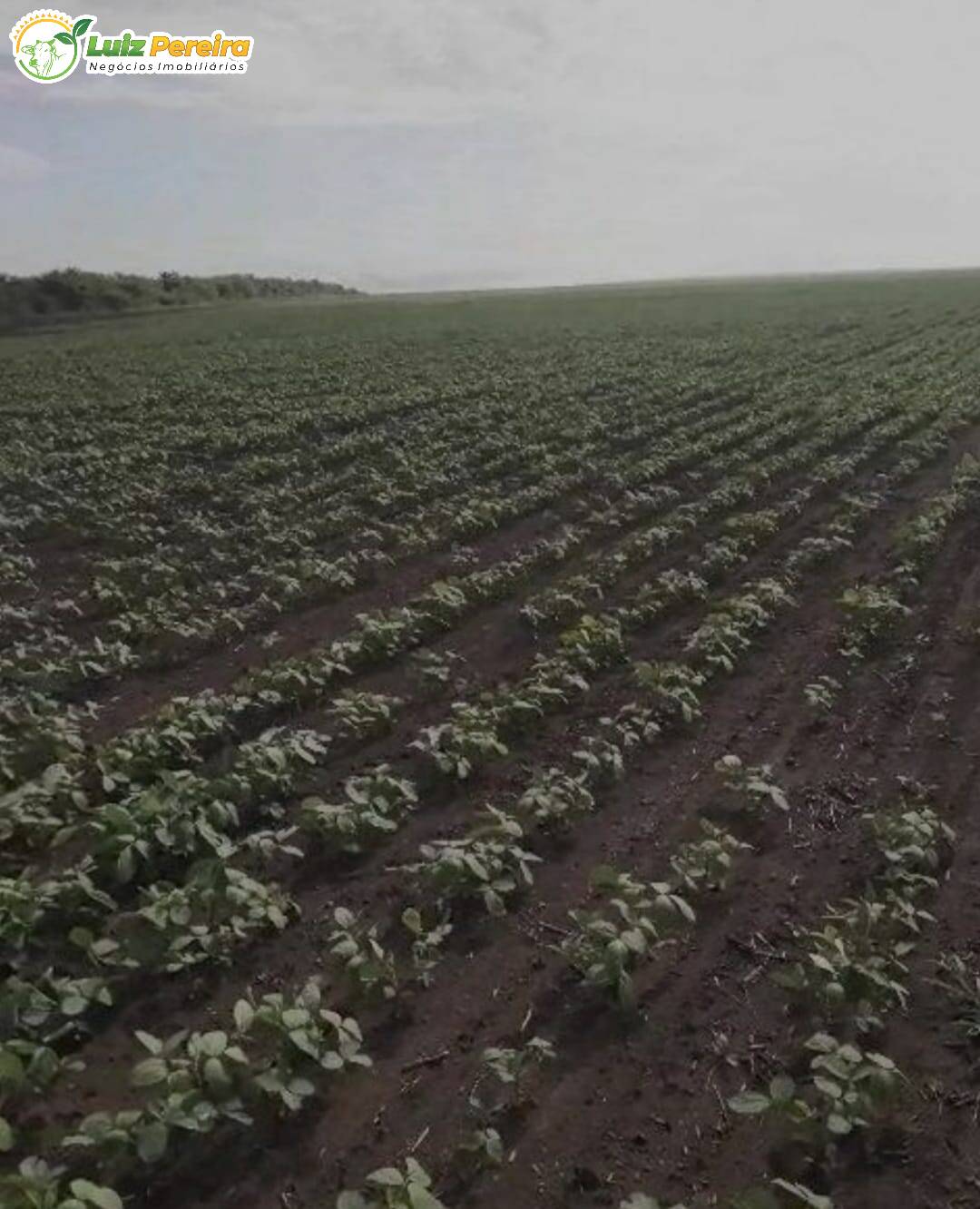 Fazenda à venda, 9100000m² - Foto 10