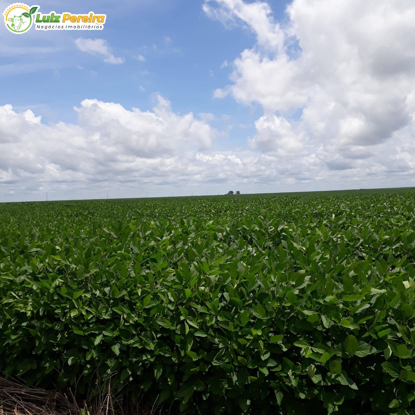 Fazenda à venda, 9100000m² - Foto 6