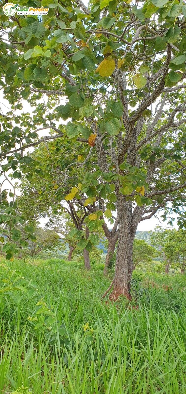 Fazenda à venda, 9570000m² - Foto 6