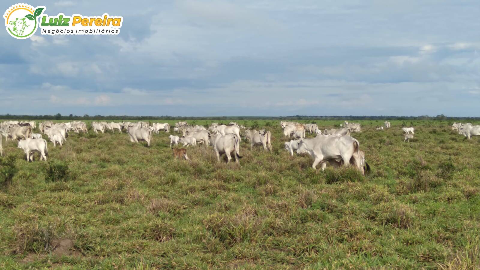 Fazenda à venda, 12100000m² - Foto 1