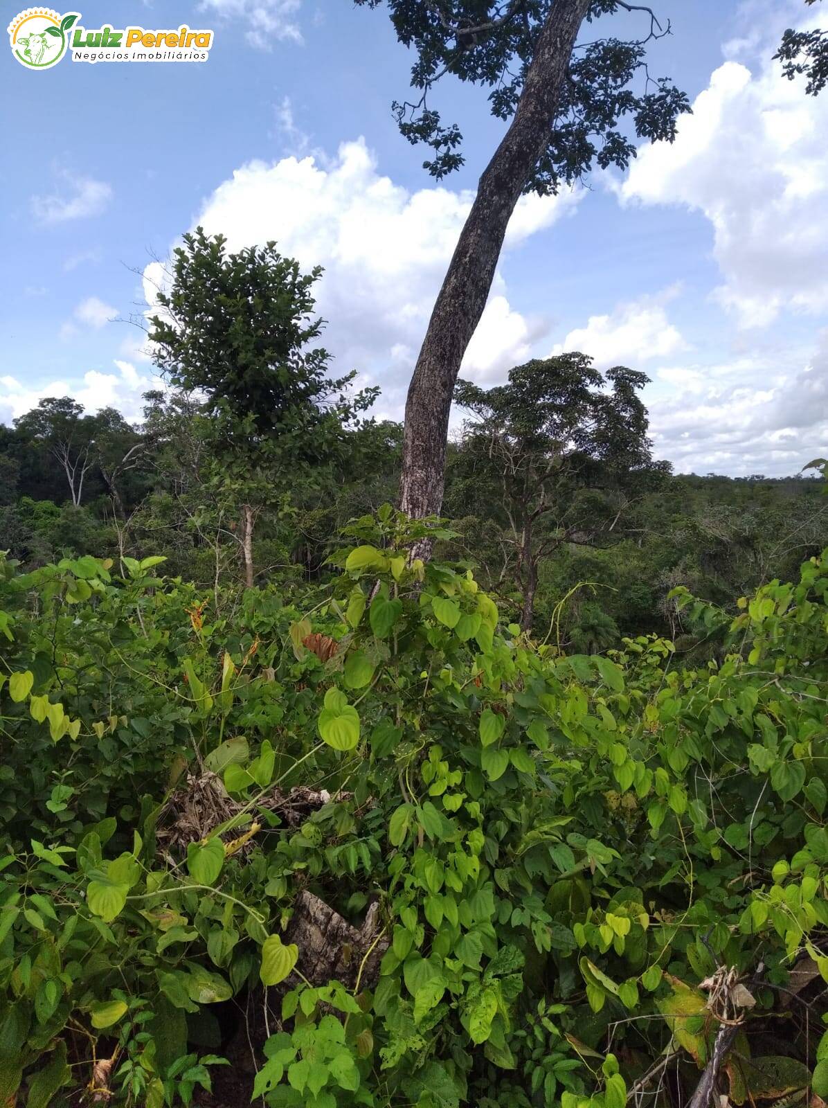 Fazenda à venda, 542m² - Foto 8