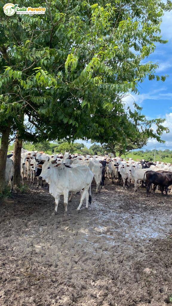 Fazenda à venda, 4840000m² - Foto 2