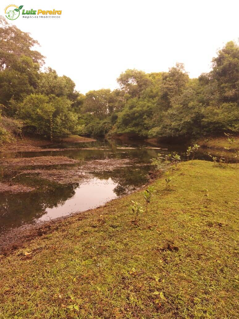 Fazenda-Sítio-Chácara, 4900 hectares - Foto 3