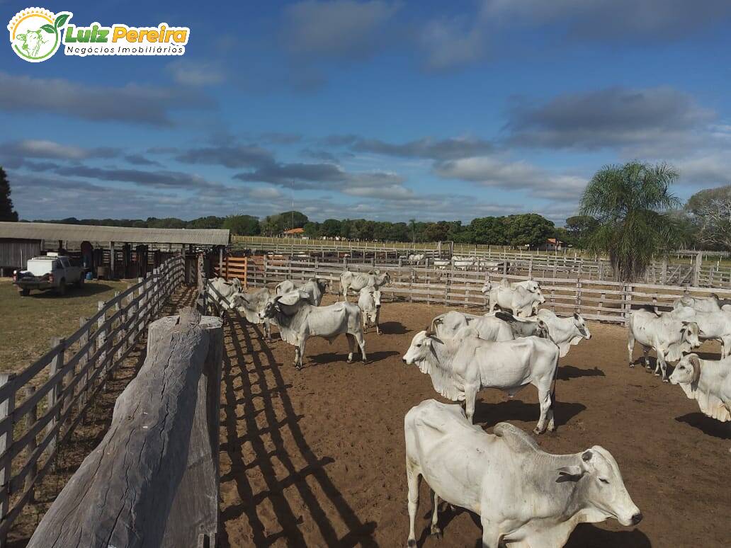 Fazenda-Sítio-Chácara, 4900 hectares - Foto 1