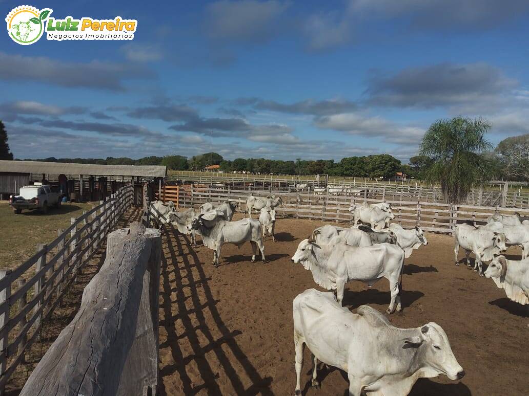 Fazenda à venda, 49000000m² - Foto 1