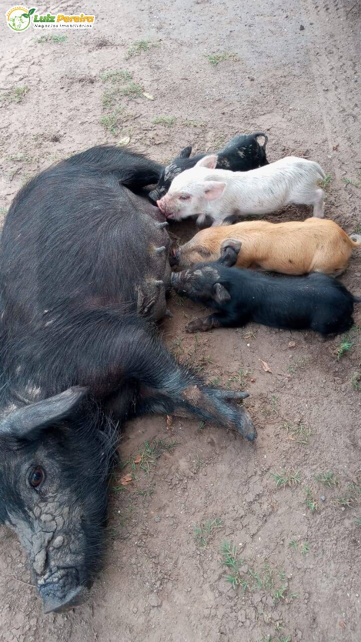 Fazenda à venda, 2420m² - Foto 7