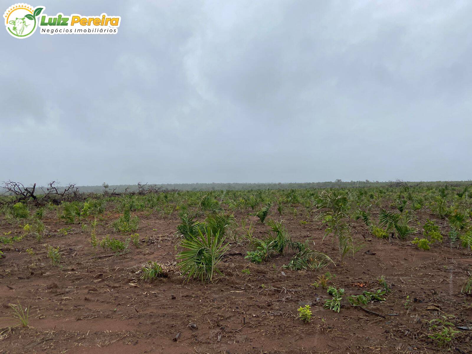 Fazenda à venda, 8000m² - Foto 8