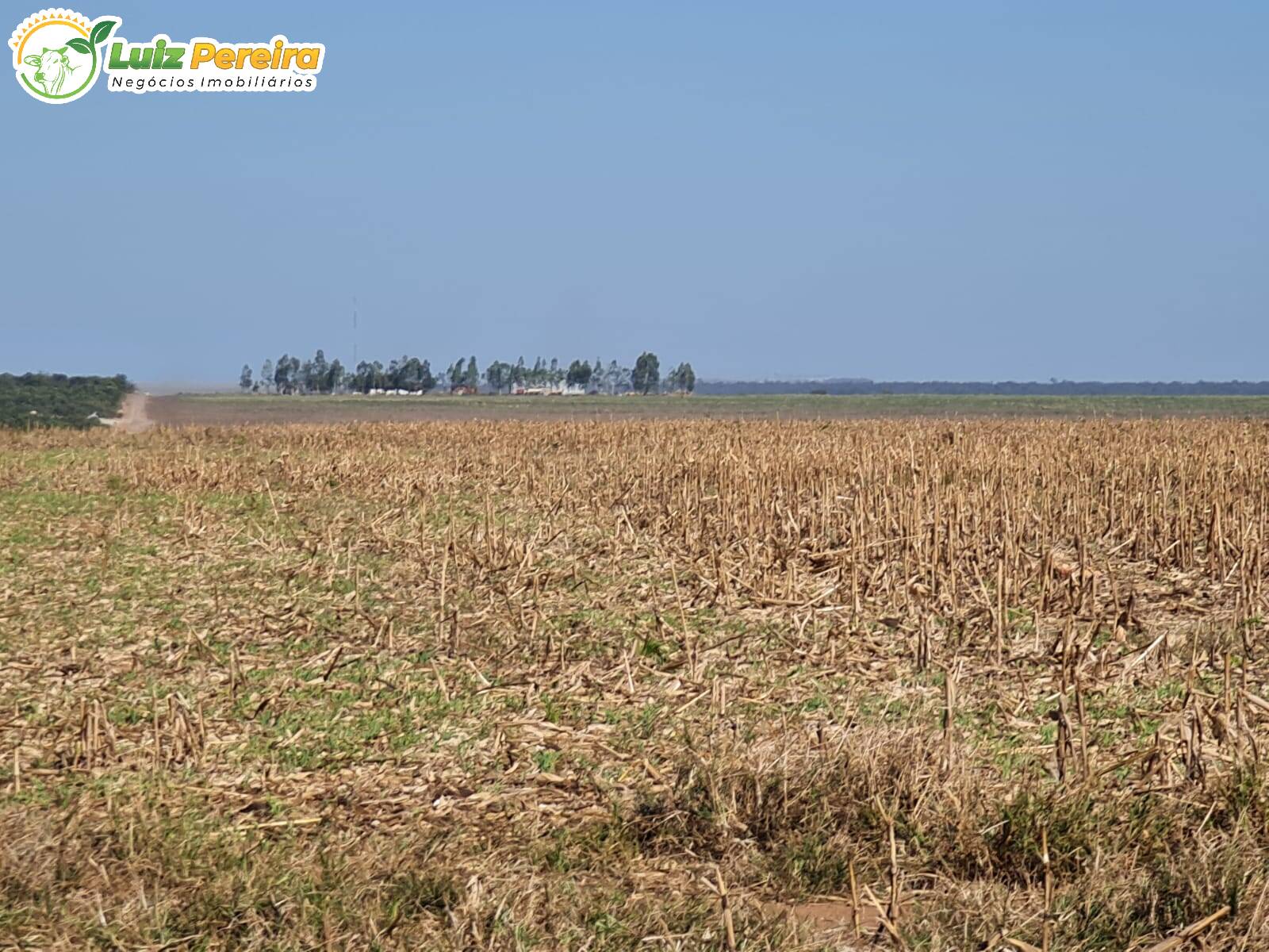 Fazenda à venda, 8000m² - Foto 9