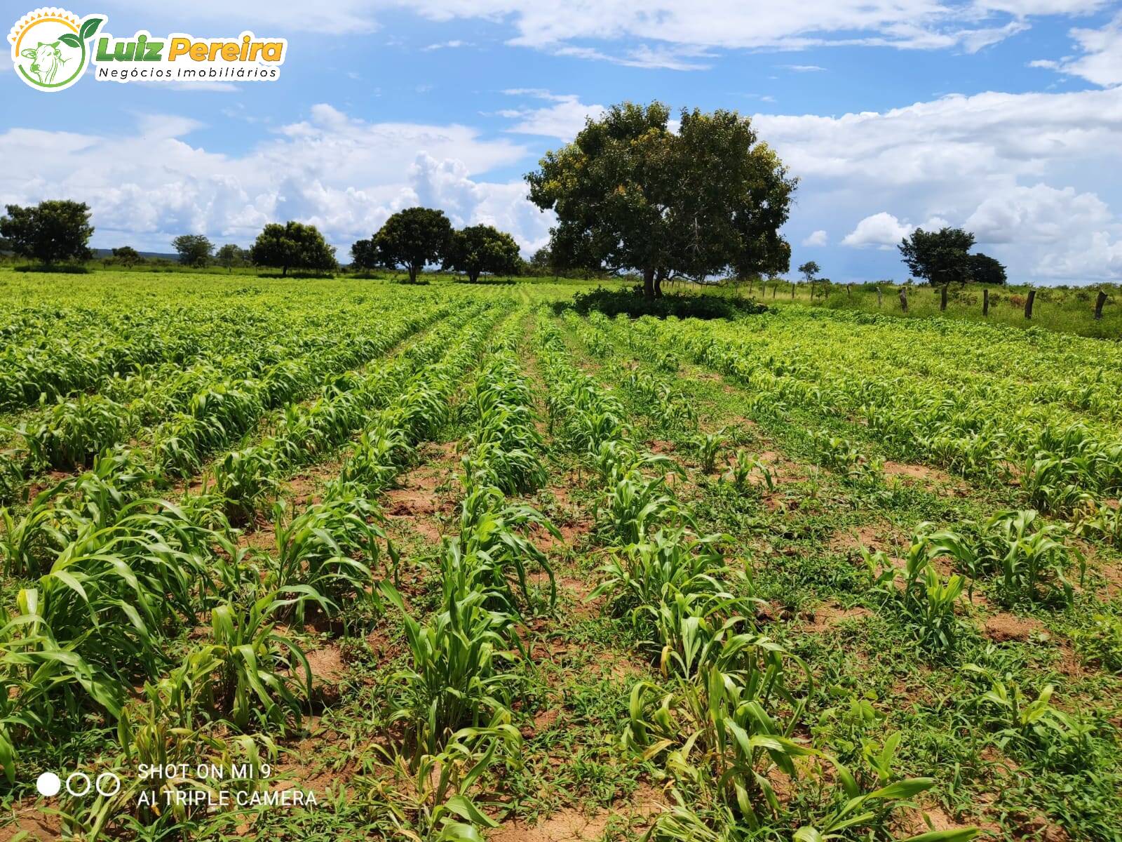 Fazenda à venda, 3915m² - Foto 1