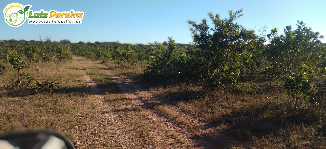 Fazenda à venda, 1630m² - Foto 10