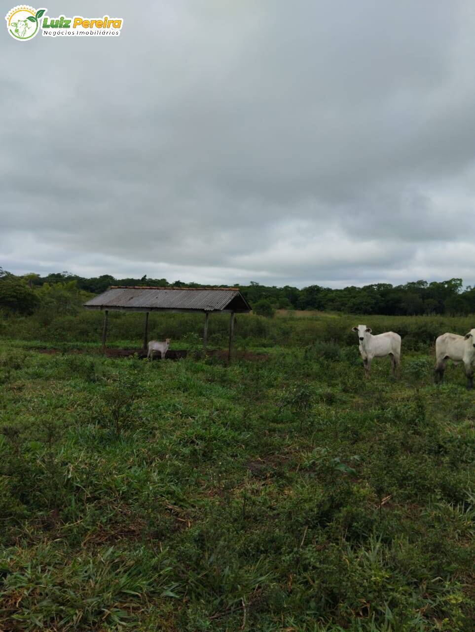 Fazenda-Sítio-Chácara, 45 m² - Foto 3