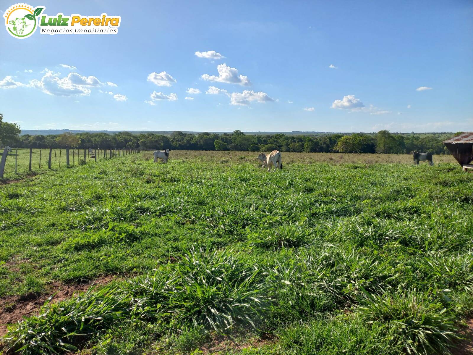 Fazenda à venda, 133m² - Foto 5