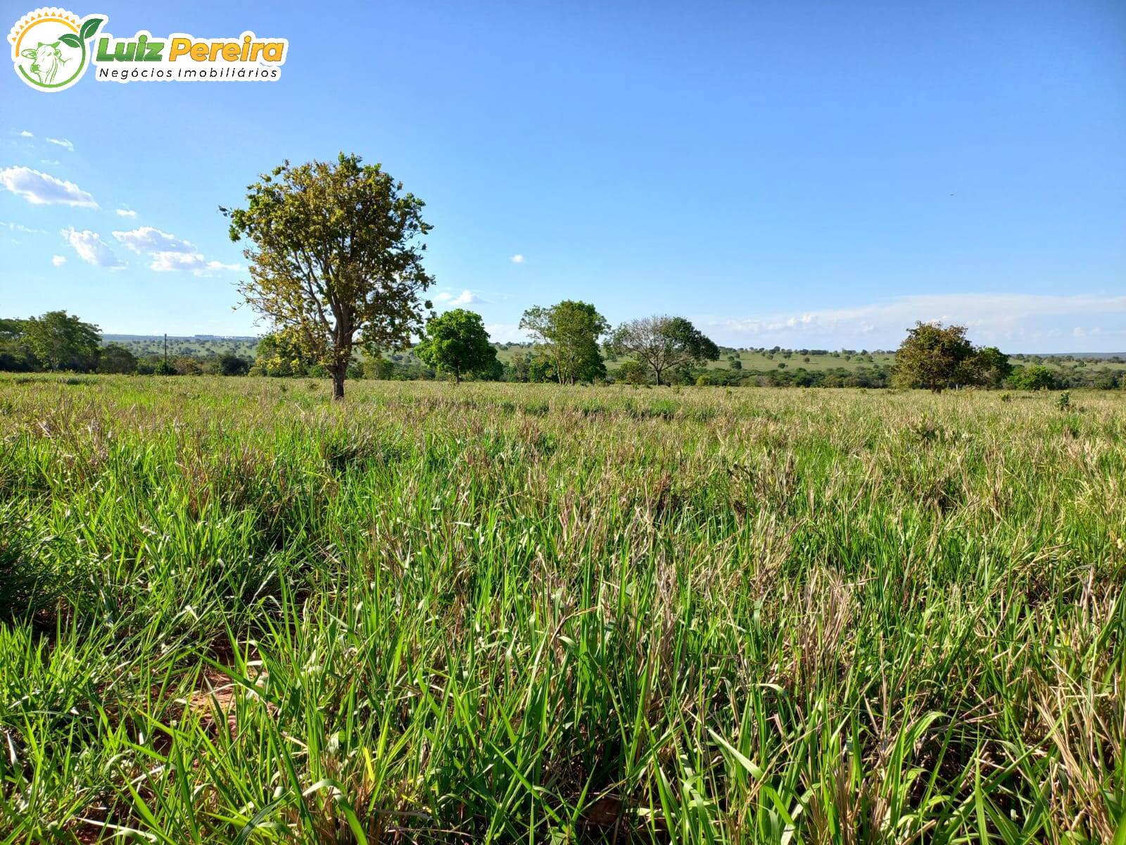 Fazenda à venda, 133m² - Foto 6