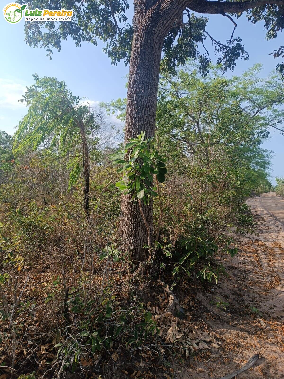 Fazenda à venda, 26000m² - Foto 2