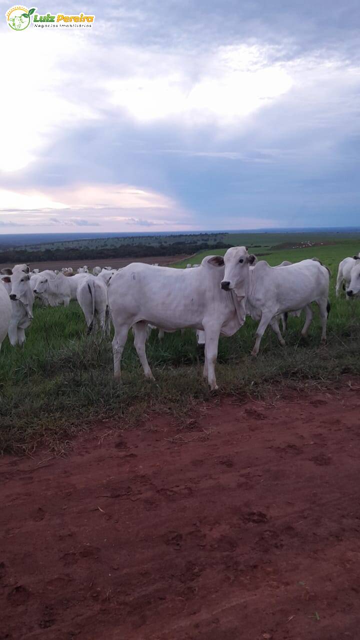 Fazenda à venda, 3675m² - Foto 1