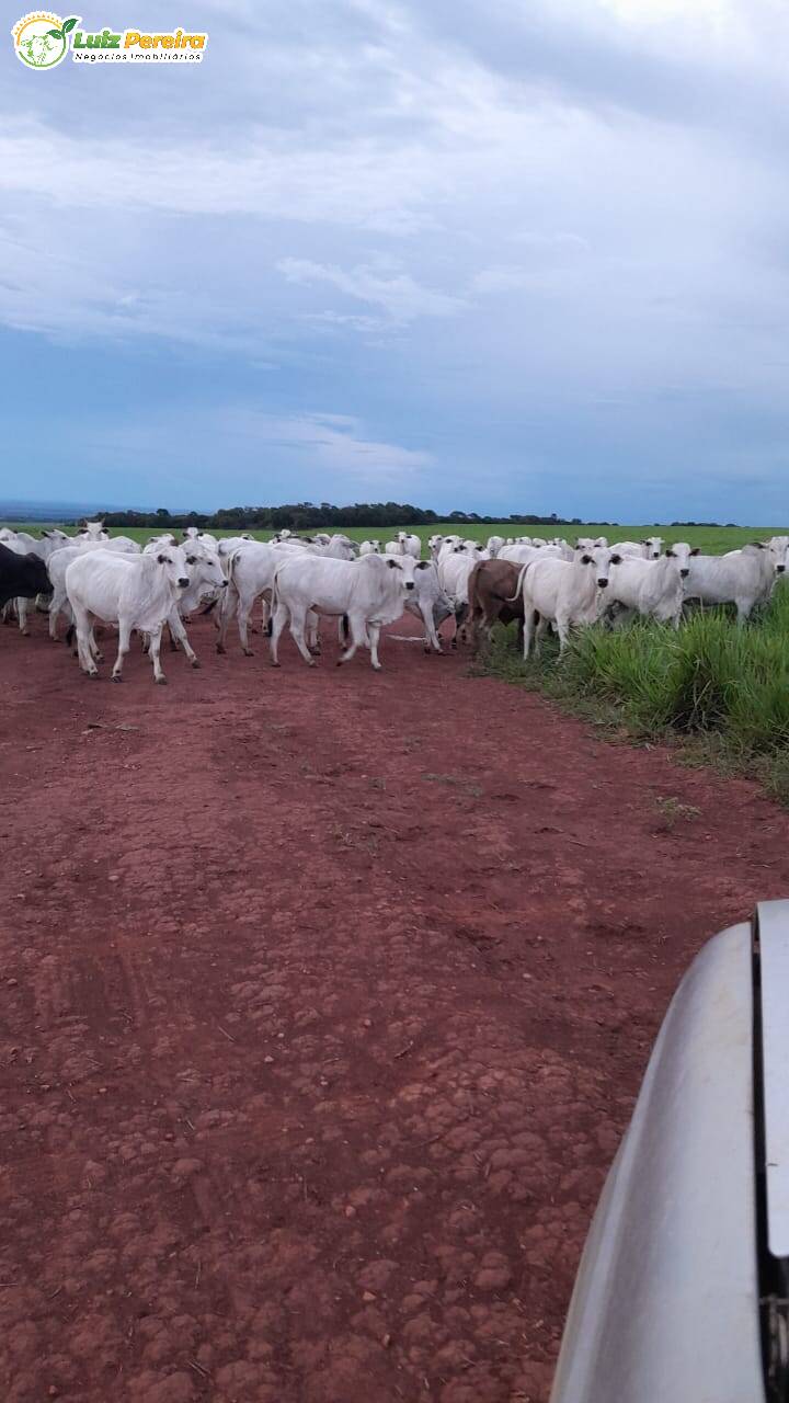 Fazenda à venda, 3675m² - Foto 4