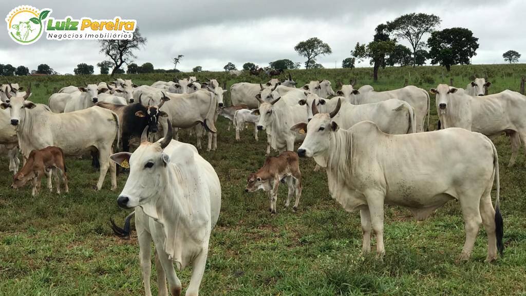 Fazenda à venda, 2400m² - Foto 6