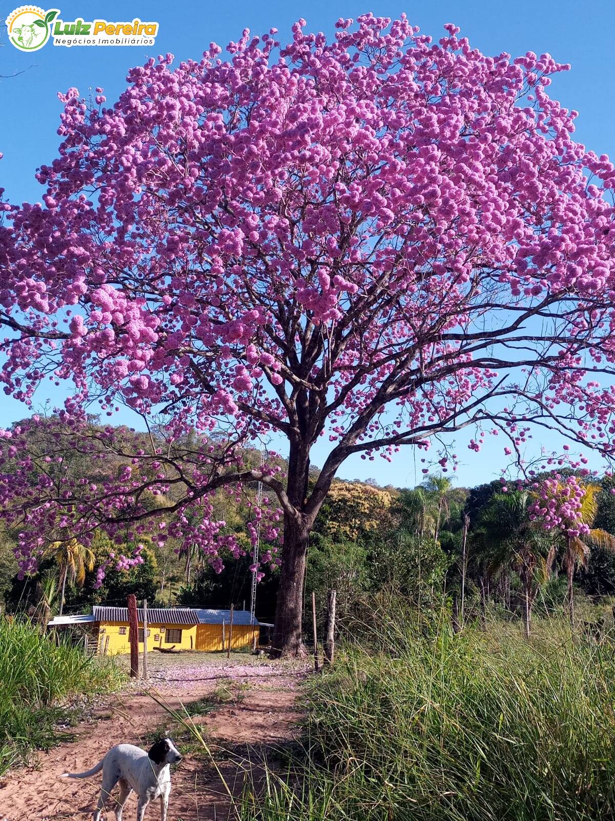 Fazenda à venda, 74m² - Foto 1