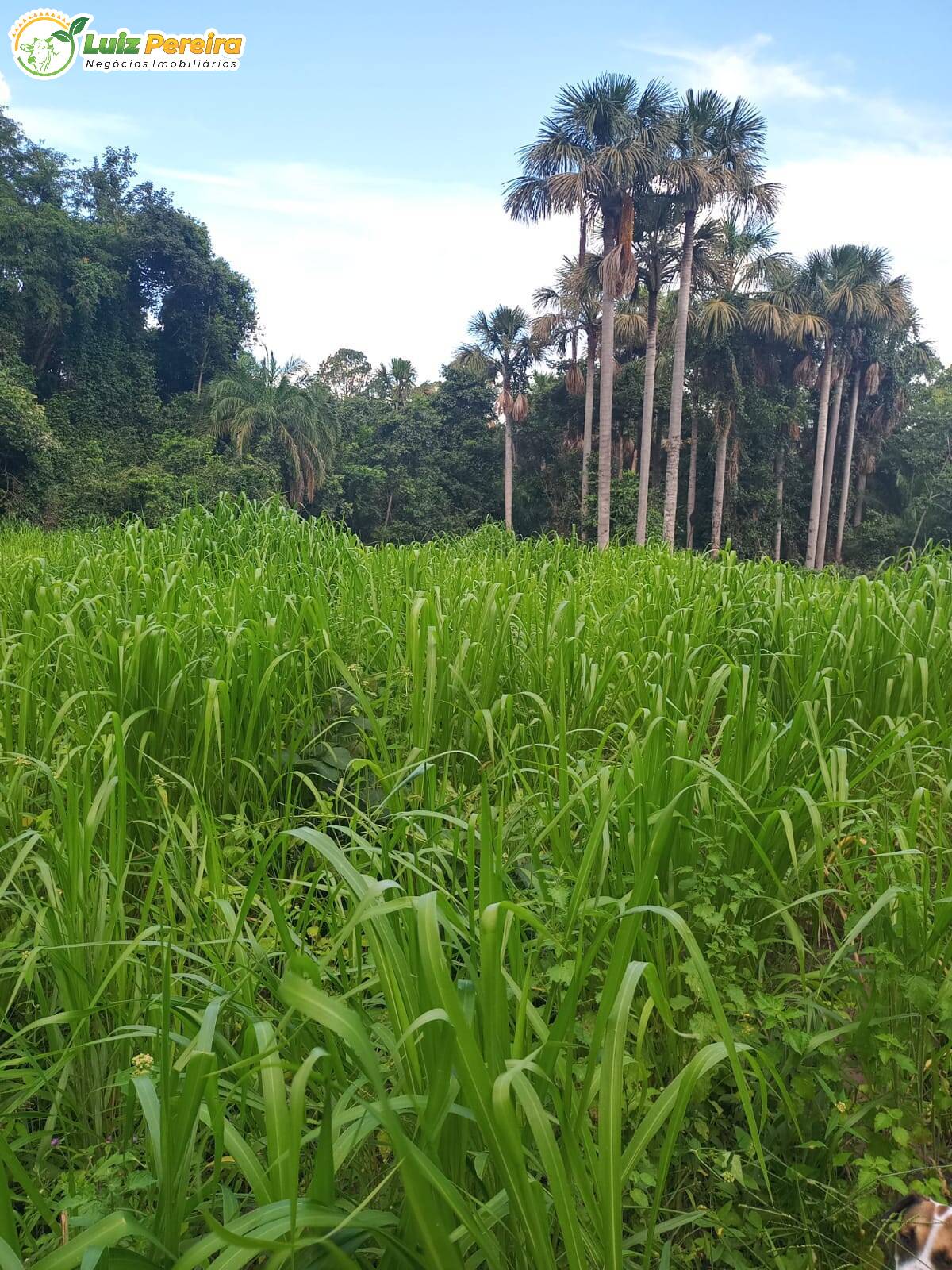 Fazenda à venda, 74m² - Foto 7