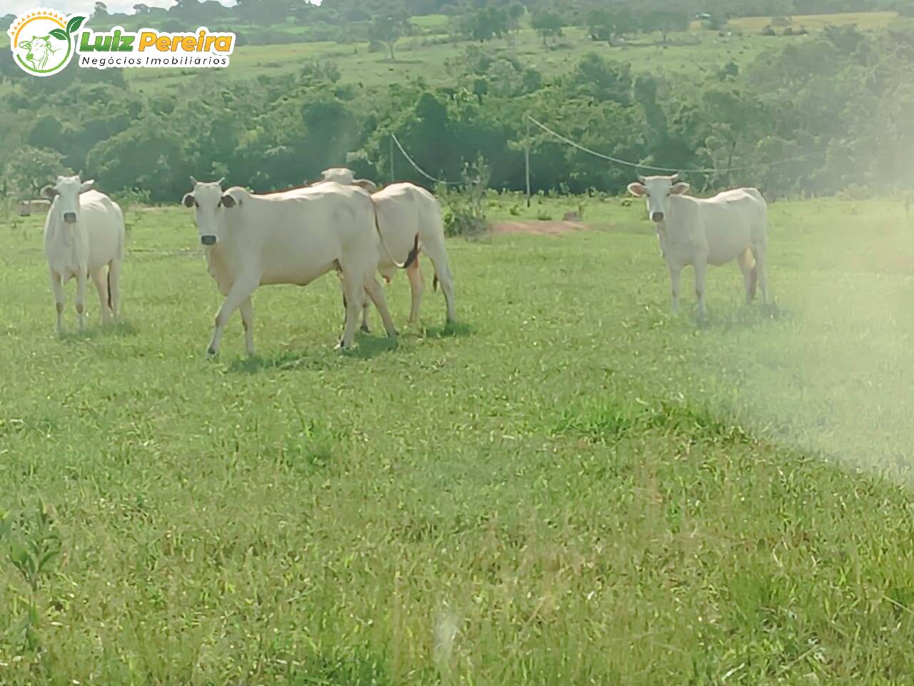 Fazenda à venda, 20m² - Foto 2