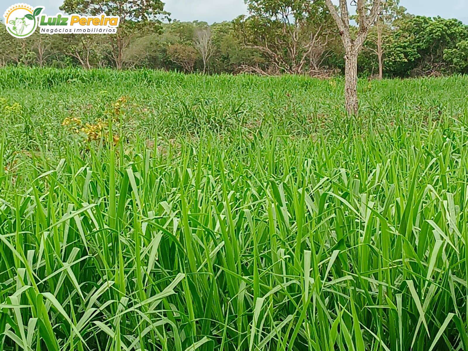 Fazenda à venda, 860m² - Foto 18