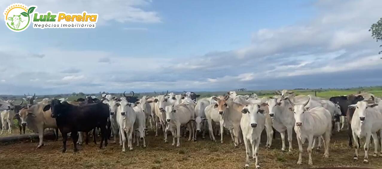 Fazenda à venda, 442m² - Foto 1