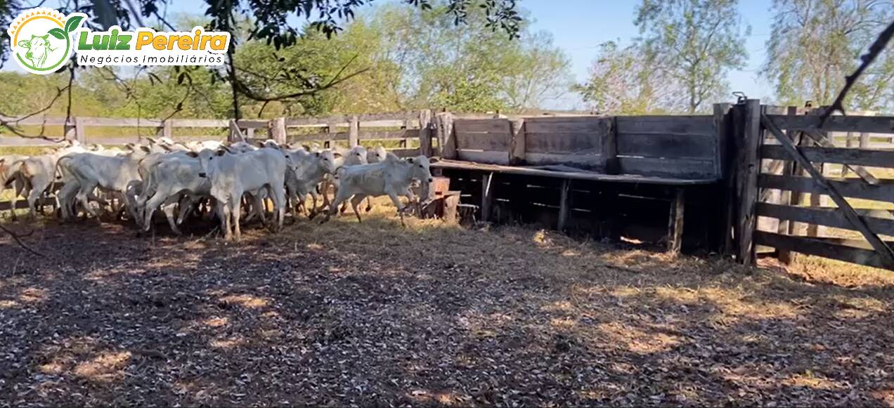 Fazenda à venda, 442m² - Foto 13