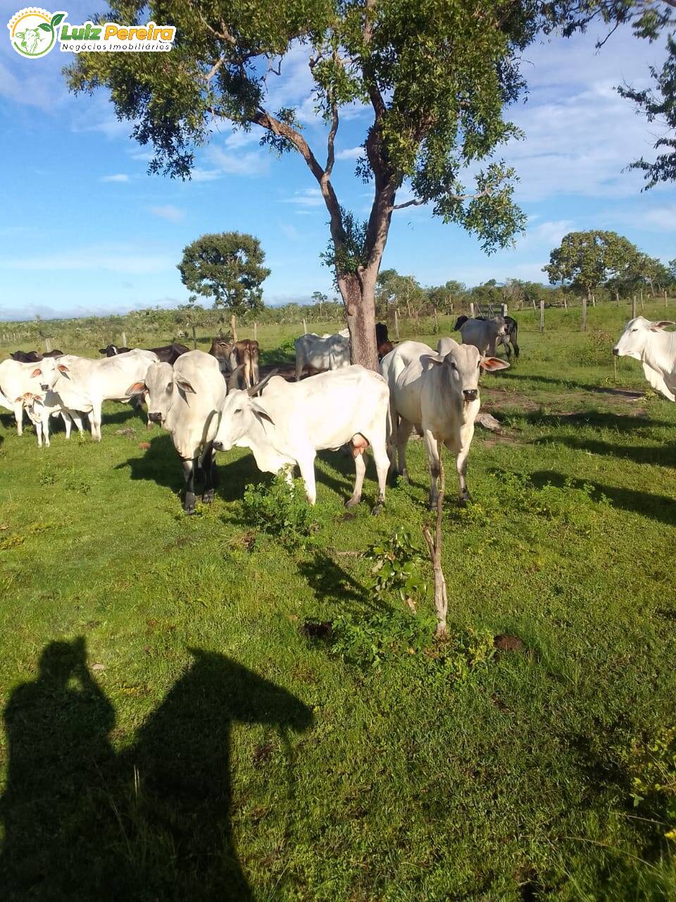 Fazenda à venda, 1064m² - Foto 7