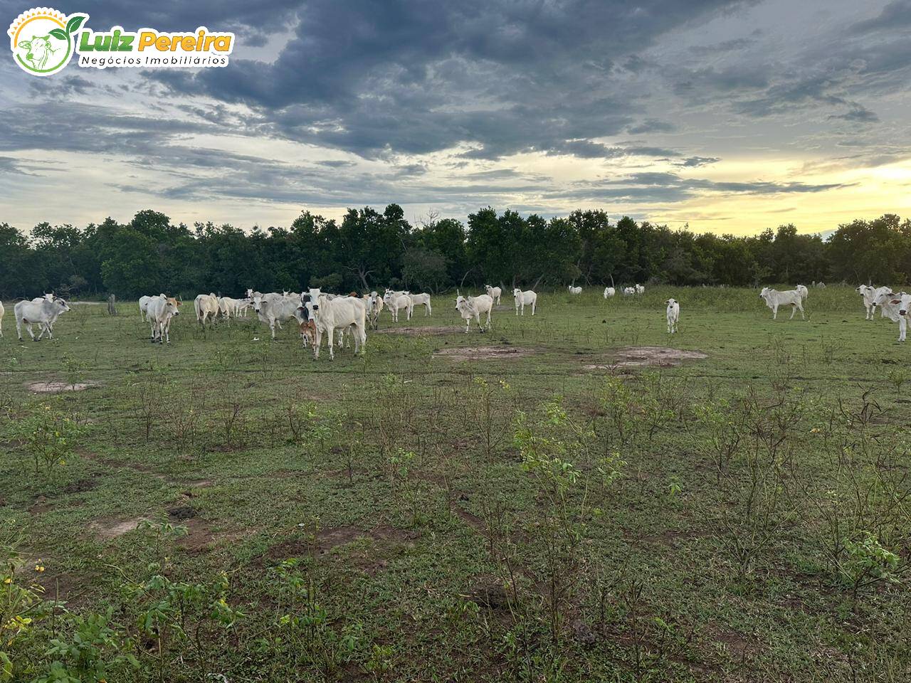 Fazenda à venda, 5000m² - Foto 4