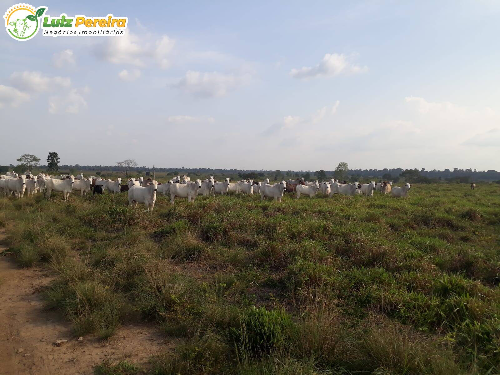 Fazenda à venda, 6098400m² - Foto 1