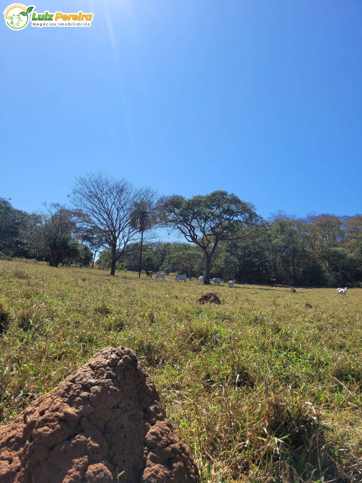 Fazenda à venda, 198m² - Foto 8