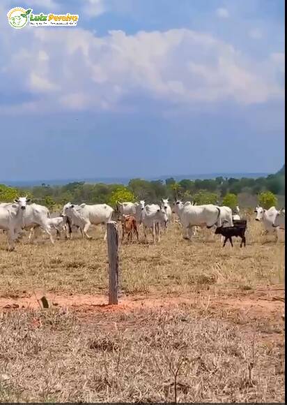 Fazenda à venda, 355m² - Foto 8