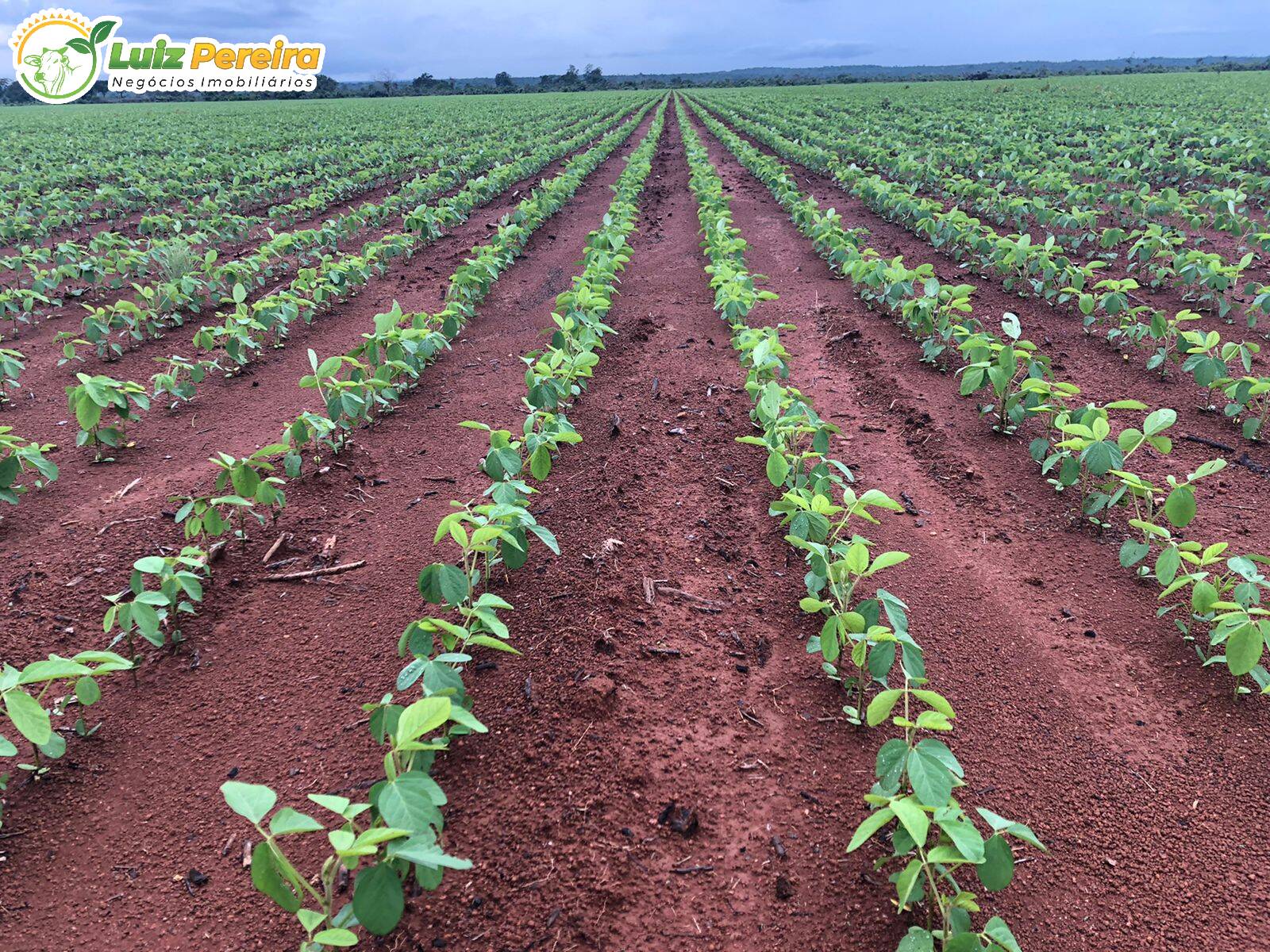 Fazenda à venda, 1180m² - Foto 5