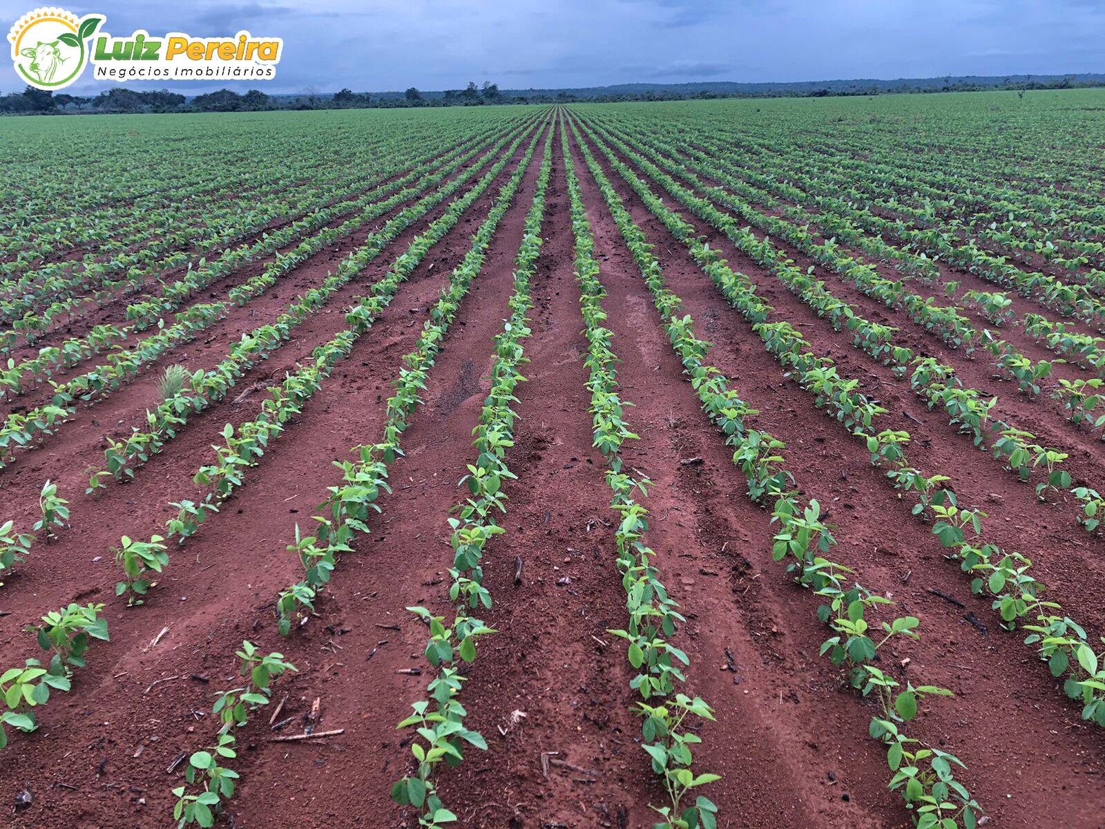 Fazenda à venda, 1180m² - Foto 2